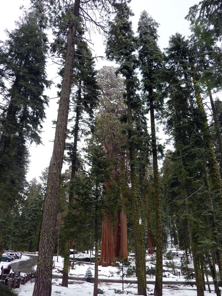Sequoia parc(20).JPG